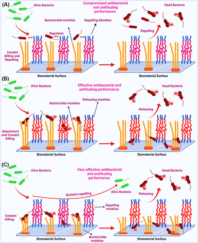 Figure 14 (A) Interaction of co-existing non-releasable bactericidal and fouling repelling moieties with microbials on biomaterial surface; (B) Interaction of co-existing non-releasable bactericidal and fouling releasing moieties with microbials on biomaterial surface; and (C) Interaction of co-existing non-releasable bactericidal and fouling repelling moieties with microbials on the surfaces of biomaterials and biomedical devices.