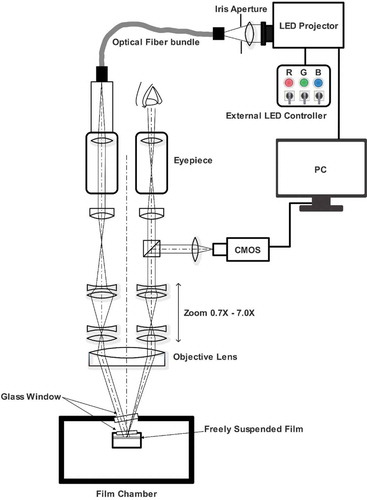 Figure 7. (Colour online) The optical setup for the thickness measurement system based on a stereomicroscope. The free-standing film is inside a closed chamber with two tilted glass windows
