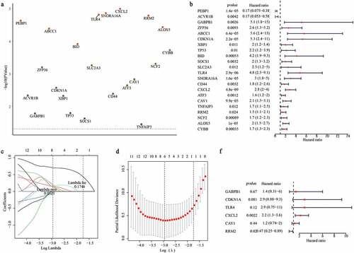 Figure 3. Construction of a ferroptosis related gene signature for predicting the graft loss of renal allograft. (a) K-M survival analysis showed that 22 DFGs were related to the graft loss. (b) univariate Cox regression analysis also showed 22 DFGs were related to the graft loss. (c) Lambda value of the 22 DFGs in LASSO model. (d) The optimal lambda value in Lasso analysis. (e) The optimal DFGs selected by multivariate Cox regression analysis