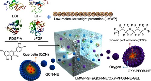 Figure 1 Schematic illustration of LMWP-GFs, QCN-NE, OXY-PFOB-NE, and a hydrogel comprising LMWP-GFs, QCN-NE, and OXY-PFOB-NE.Abbreviations: LMWP, low-molecular-weight protamine; GFs, growth factors; LMWP-GFs, LMWP-fused GFs; QCN, quercetin; NE, nanoemulsion; QCN-NE, QCN-loaded NE; PFOB, 1-bromoperfluorooctane; OXY-PFOB-NE, oxygen-carrying PFOB-loaded NE.