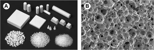 Figure 8 Porous HA ceramics (A) macroscopic image (B) SEM image representing spherical pores of diameter 100–200 μm are unified by pores with diameter 10–80 μm. Republished with permission from The Royal Society from: Yoshikawa H, Tamai N, Murase T, Myoui A. Interconnected porous hydroxyapatite ceramics for bone tissue engineering. J R Soc Interface. 2009;6(suppl_3):S341-S348.Citation192 Copyright © 2009; permission conveyed through Copyright Clearance Center, Inc.