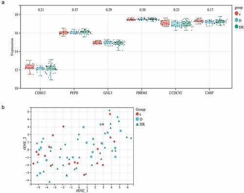 Figure 2. Results of the transcriptomic data analysis. a) Boxplots representing the expression values of adiponectin-related genes, accompanied by the corresponding p-values obtained from non-parametric test p-values. The boxplots illustrate gene expression values along the y-axis, with the gene symbols of the six adiponectin-related genes listed on the x-axis. These boxplots demonstrate that none of the adiponectin-related genes displayed significant differential expression among the three groups. Here, p-value indicate the corresponding p-values of Kruskal-Wallis non-parametric tests conducted on each specific genes. b) 2D tSNE scatterplot showing these 6 genes had no discriminative ability to distinguish the three groups. To visualize the segmentation results obtained from the 6 genes, a tSNE scatterplot was generated. The x-axis and y-axis represent the first two tSNE components. The scatterplot clearly demonstrates that the samples from the three different groups are intermingled, indicating that these 6 genes lack discriminative ability. C: Normal control; D: diabetic group without retinopathy; DR: diabetic retinopathy group.