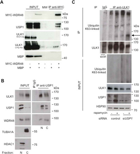 Figure 7. USP1 interacts with and deubiquitinates ULK1. (a) Control vector or a MYC-WDR48 (USP1 cofactor)-expressing plasmid were transfected into HEK293 cells. MBP was used as a transfection control. Cleared lysates were immunoprecipitated with anti-MYC antibodies and analyzed by immunoblot with the indicated antibodies. (b) Nuclear (N) and cytosolic (C) fractions were prepared from HEK293 cells and were subjected to immunoprecipitation (IP) with anti-IgG or anti-USP1 antibody. (c) U2OS cells transfected with scrambled or USP1-specific siRNA were left untreated or incubated with 0.5 μM rapamycin for 3 h. Cleared lysates were immunoprecipitated with anti-IgG or anti-ULK1 antibody and analyzed by immunoblot with the indicated antibodies. The arrow points towards the monoubiquitinated ULK1.