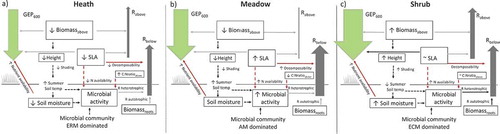 Figure 5. Summary of results with respect to hypothesized mechanisms based on actual measurements of growing-season summer C fluxes GEP600) and ecosystem respiration partitioned into estimated aboveground (Rabove) and belowground respiration (Rbelow) in alpine Empetrum-heath, meadow, and Salix-shrub plant communities in Dovre Mountains, central Norway (n = 17). Up and down arrows indicate high or low values. Arrow style indicates a significant variable in the full model across community (red line), significant variable in simple correlation (red dashed line), significant variable within the community (black line), presumed relationship not tested in this study (black dashed line), nonsignificant variable across community (grey). The flux arrow width is proportional to its measured flux size transformed to gC m–2 h–1.