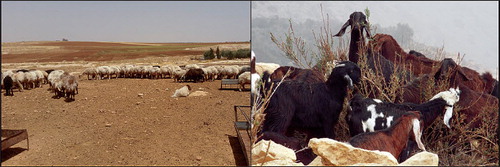 Fig. 5. Left: Sheep and goat grazing in the summer near to Adir (Karak), Jordan. Right: Goat grazing on Chenopodiaceae in the winter near to Al Ma’tan, Jordan. This Chenopodiaceae is only consumed by browsing animals in the winter because it is poisonous in the summer (pers. Comm. goat herder Al Ma’tan, Jordan).