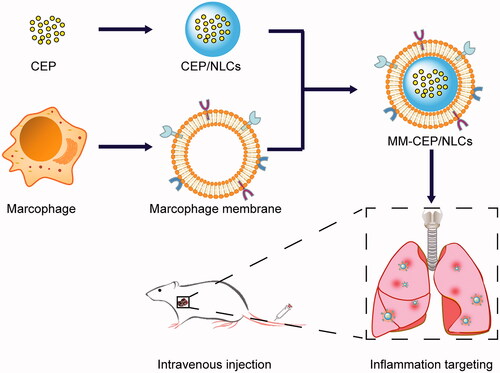 Figure 1. Schematic synthesis of MM-CEP/NLCs and their inflammatory targeting procedure to the ALI mouse. CEP/NLCs are prepared by solvent evaporation-ultrasonic dispersion method. MMs were coated on these CEP/NLCs to fabricate MM-CEP/NLCs. After injected into ALI mouse, these MM-CEP/NLCs can target to the inflammatory sites just like the accumulation of macrophage in lungs when pneumonia burst.