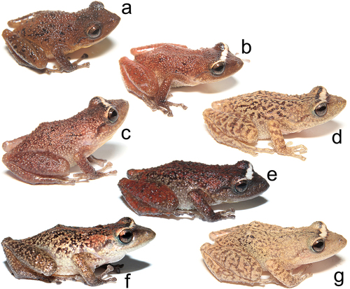 Figura 6. Variación de coloración de Pristimantis morlaco sp. nov: a) MZUA AN 1821, macho subadulto (LRC = 20.1 mm), b–d) MZUA AN 1816–7, ZSFQ 4151, machos adultos (LRC = 24.4, 24.6, 25.8 mm), e–g) MZUA AN 0535–6, ZSFQ 4149, hembras adultas (LRC = 25.2, 25.6, 26.4 mm). Fotografías: JCS.