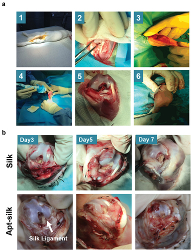 Figure 5. Rabbit ACL reconstruction processes and sample collection. (A) Diagram of our rabbit ACL reconstruction experiment with Apt-silk ligaments. (1) Anesthesia and sterilize, (2) ACL cutoff, (3) anterior drawer test, (4) tibial tunnel creation, (5) ligament implantation, (6) anterior drawer test. (B) Gross appearance of articular cavity 3, 5, 7 days post-operation, white arrow indicates silk ligament.