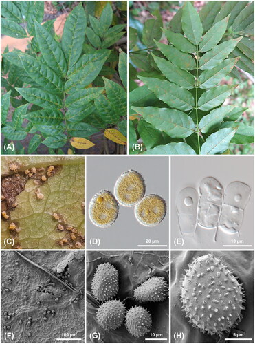 Figure 2. Rust disease caused by Neophysopella kraunhiae on Wisteria floribunda. (A) The chlorotic spots on the upper leaf surface of W. floribunda; (B) Uredinia on the lower leaf surface of W. floribunda; (C) Uredinia; (D) Urediniospores under a DIC microscope; (E) Teliospores under a DIC microscope; (F) Uredinia under a SEM; (G) Urediniospores under a SEM; (H) Wall surface of an urediniospore under a SEM.