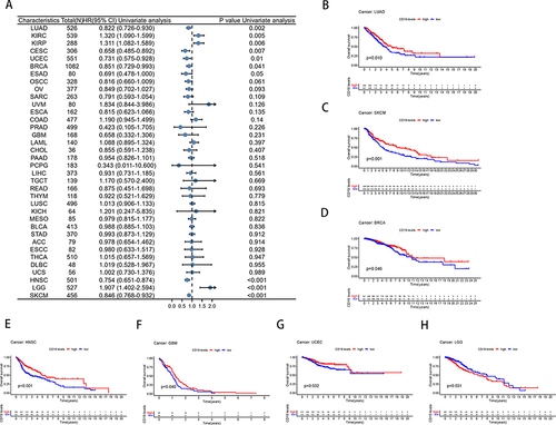 Figure 3 The correlation between the expression of CD19 and the overall survival (OS) of individuals. (A) Forest plot displaying the outcomes of the univariate Cox regression analysis of CD19 in pan-cancer samples obtained from the TCGA database. (B–H) Kaplan‒Meier curve demonstrates the correlation between CD19 expression and OS in samples from various types of cancer.