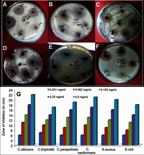 Figure 4 Antimicrobial activity of AgNPs synthesized by aqueous seed extract of Sygyzium cumini against (A) C. albicans; (B) C. tropicalis; (C); C. parapsilosis, (D) C. neoformans; (E) S. aureus, and (F) E. coli. Panel (G) shows zone of inhibition in millimetres.Abbreviation: AgNPs, silver nanoparticles.