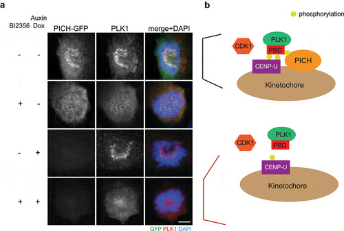 Figure 2. PICH depletion abolishes kinetochore PLK1 when PLK1 activity is inhibited