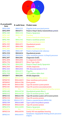 Table 2. Comparison of the antibody profiles of serum from human glanders, recovered melioidosis patients and healthy controls from southeast AsiaRed, human glanders; blue, recovered melioidosis patients;Citation11 yellow, healthy controls from southeast Asia.Citation11 ORFs in the accompanying list are color coded to match the Venn diagram. NA, gene not present in B. mallei.