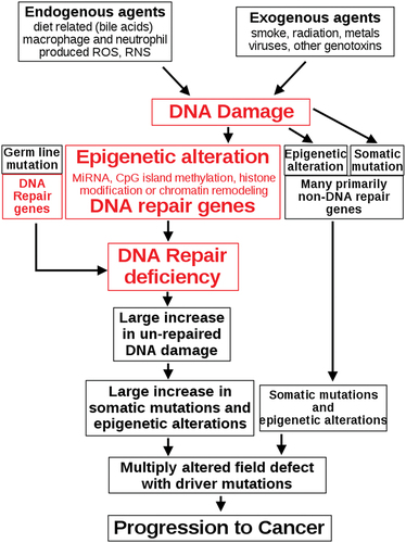 Figure 6. The central role of DNA damage and epigenetic defects in DNA repair genes in carcinogenesis.