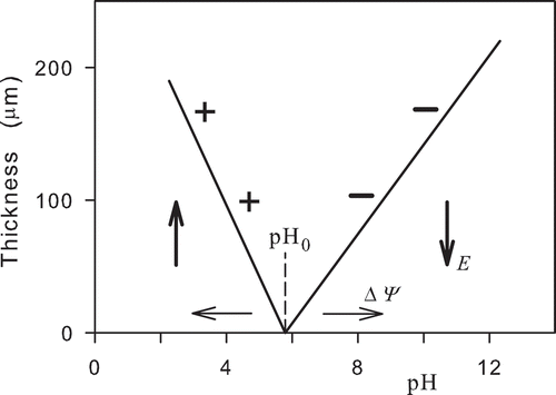 Figure 1. Thickness of the ordered water layer (exclusion zone) above a plane charged surface as a function of pH. Positively and negatively charged particles denoted by plus and minus signs are excluded from the ordered water layer for pH < pH0 and pH > pH0, respectively. Vertical arrows denote orientations of the intensity of the electric field in the ordered water layer excluding charged particles. The intermediate value pH0 denotes a point on the pH axis where ordered water layer is not formed. The change of the charge in the surface layer should result in a change of the potential barrier ΔΨ in the water and shift of the pH0 along the pH axis. Horizontal arrows denote possible shifts of the pH0 point.
