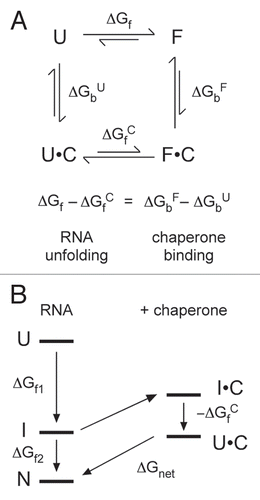 Figure 3 Thermodynamics of RNA unfolding by non-enzymatic chaperones. (A) Thermodynamic cycle for chaperone (C) binding to unfolded (U) and folded (F) RNA, in which the folded RNA can be an intermediate (I) or native (N) form. The difference in the free energy of chaperone binding to U and F (ΔGbF − ΔGbU) is equal to the perturbation of the folding free energy by the chaperone (ΔGf − ΔGfC). (B) Chaperones that interact tightly with unfolded RNA lower the free energy of U relative to I and N. If the unfolded RNA-chaperone complex (U•C) becomes too stable, the energy gap ΔGnet between the U•C complex and N is small, and folding is less favorable overall.