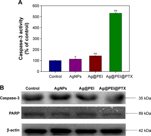 Figure 6 Caspase-3 and PARP-mediated apoptosis induced by Ag@PEI@PTX in HepG2 cells.Notes: (A) HepG2 cells treated with Ag@PEI@PTX and caspase-3 activity were analyzed by synthetic fluorogenic substrate. (B) The expression of PARP and caspase-3 by Western blot; β-actin was used as the loading control. Bars with different characters are statistically different at P<0.05 (*) or P<0.01 (**) level.Abbreviations: AgNPs, silver nanoparticles; PARP, poly(ADP-ribose) polymerase.