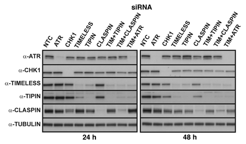 Figure 1. Representative western blots from a single experiment showing ≥ 95% depletion of checkpoint proteins from NHF1-hTERT at 24 or 48 h after electroporation of siRNAs.