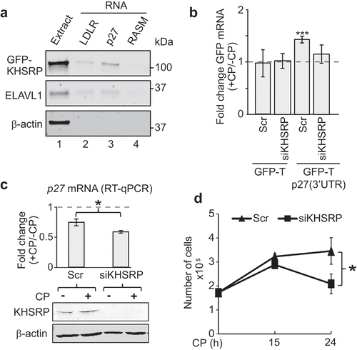 Figure 5. KHSRP affects p27 mRNA abundance via the 3ʹUTR and modulates CP sensitivity of MCF7 cancer cells. (a) Extracts prepared from HEK293 cells expressing GFP-tagged KHSRP (lane 1) were incubated with biotinylated RNAs comprising a fragment containing AREs of the 3ʹUTR of LDRL mRNAs (lane 2), the 3ʹUTR of p27 mRNA (lane 3), and RASM as a negative control (lane 4). RNA was captured with streptavidin beads and monitored for the presence of GFP-KHSRP, ELAVL1 and actin by immunoblot analysis with GFP, ELAVL1, and actin antibodies, respectively. (b) HEK293 cells expressing GFP-T and GFP-T-p27(3ʹUTR) were transiently transfected with siKHSRP or scr (siRNA control) for 48 h and treated with 20 µM CP for the last 15 h. The level of GFP in CP-treated (+CP) versus untreated cells (-CP) was assessed by RT-qPCR normalized to β-actin. (c) MCF7 cells were transiently transfected with siRNAs targeting KHSRP (siKHSRP) and Scr control oligos. P27 mRNA levels of CP-treated (+CP, 24 h) relative to untreated cells (-CP) was assessed by RT-qPCR normalized to β-actin. An immunoblot showing knock-down of KHSRP is depicted below. (d) Cell proliferation of MCF7 cells was determined by Trypan Blue assay at the indicated time points after CP treatment. Error bars represent SEM, n = 3. *P < 0.05, ***P < 0. 001, two-tailed student's t-test.