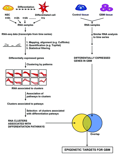 Figure 3. A bioinformatics and statistical pipeline for identifying epigenetic targets for GBM from transcriptome data. Hypothetical pipeline for identifying epigenetic targets in GBM based on differentially expressed pathways in both differentiating neural stem cell and GBM. Left Panel: Differentiating neural stem cells are analyzed for changes in RNA transcript levels by performing RNA-sequencing analysis of differentiating cells. RNA sequencing yields transcripts expressed over time. Mapping/alignment of transcripts using human genome is performed using Tophat and quantification of aligned transcripts is then performed using Cufflinks, or similar bioinformatics pipeline. Statistical filtering by t-tests or analysis of variance after quantification yields differentially expressed genes. Clustering of genes by patterns is then performed to identifying RNAs that are associated with differentiation pathways. Right Panel: RNA-sequencing of GBM and control tissue is performed to identify differentially expressed genes using the same bioinformatics pipeline utilized in analyzing differentiating neural stem cells. The degree of overlap of those transcripts, which are differentially expressed during differentiation, and in GBM is then calculated to identify epigenetic targets in GBM.