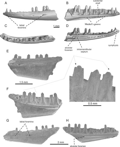 FIGURE 7. Geiseltaliellus sp. A–D, left dentary IRSNB R 464 in A, lateral; B, medial; C, dorsal; D, ventromedial views. E–F, left dentary IRSNB R 465. E, lateral view; F, medial view with detail of teeth. G–H, left dentary IRSNB R 466 in G, lateral and H, medial views.
