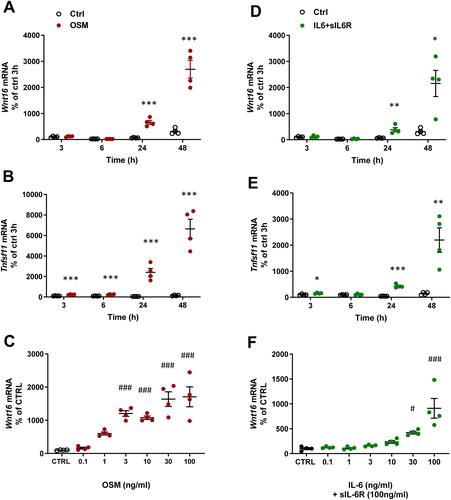 Figure 2 OSM and IL-6 time-and dose-dependently increase the expression of Wnt16 and Tnfsf11. Primary calvarial osteoblast cultures were treated with mOSM (A–C) or with IL-6 (D–F) together with sIL-6R. Expression of Wnt16 (A and D) and Tnfsf11 (B and E) was analyzed after stimulation with 100 ng/mL mOSM (A and B) or 100 ng/mL IL-6 together with 100 ng/mL sIL-6R (D and E) for 3, 6, 24 and 48 h. Expression of Wnt16 24h after addition of mOSM (0.1–100 ng/mL) (C) or IL-6 (0.1–100 ng/mL) together with sIL-6R (100 ng/mL) (F) for 24h. Individual values are presented in all graphs with the mean shown as horizontal lines and ±SEM as vertical lines. ***P<0.001, **P < 0.01, *P < 0.05 vs untreated control (CTRL) at each time point, Student’s t-test. ###P<0.001, #P < 0.05 vs control, one-way ANOVA followed by Dunnett’s multiple comparison test.