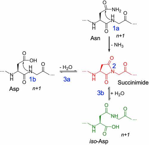 Figure 1. Deamidation (1a) and Isomerization (1b) reaction mechanisms showing deprotonation (1) of the n + 1 amide leading to the formation of succinimide intermediate (2) and hydrolysis of succinimide (3) into aspartic acid (3a) or iso-aspartic acid (3b).
