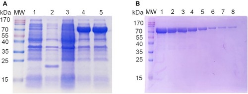 Figure 2 SDS-PAGE analysis of SIV-NP recombinant protein.Notes: (A) The expression of SIV-NP protein from soluble fraction was analyzed using 12% SDS-PAGE. MW, protein molecular markers; lane 1, bacterial lysates from pET-32a-transformed cells without IPTG; lane 2, bacterial lysates from IPTG-induced pET-32a-transformed cells; lane 3, bacterial lysates from pET-32a-SIV-NP-transformed cells without IPTG; lane 4, bacterial lysates from 0.4 mM IPTG-induced pET-32a-SIV-NP-transformed cells; lane 5, bacterial lysates from 0.8 mM IPTG-induced pET-32a-SIV-NP-transformed cells. (B) The SIV-NP protein was purified using a Ni-NTA chromatography and analyzed by 12% SDS-PAGE. MW, protein molecular markers; Lane 1–8, sequential fractions from the Ni-NTA column. SDS-PAGE gel was stained using Coomassie Brilliant Blue.Abbreviations: SIV, swine influenza virus; NP, nucleoprotein; IPTG, isopropyl-β-D-thiogalactopyranoside; Ni-NTA, nickel–nitrilotriacetic acid.