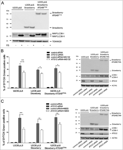 Figure 5. Free ATG12 promotes cell death independent of autophagy (A) U2OS cells stably expressing vector, Strawberry or Strawberry-ATG4BC74A were treated for 4 h with chloroquine and cell lysates were blotted for RFP and LC3B. U2OS cells stably expressing vector, Strawberry or Strawberry-ATG4BC74A were transfected with control or ATG12 siRNA. (B) Following MG132 treatment (24 h) or (C) HBSS starvation (48 h), cell viability was determined by SYTOX Green exclusion in an Incuyte Imager. Graphs show the mean +/− SEM of 3 (B) or 5 (C) experiments at representative time-points (24h MG132, 48 h HBSS). Western blots show cell lysates of U2OS cells stably expressing vector, Strawberry or Strawberry-ATG4BC74A, transfected with control or ATG12 siRNA, treated for 8 h with MG132 (B) or HBSS (C) and probed for RFP, LC3B, and ATG12. In all immunoblots, ACT or TOMM20 were used as a loading control.