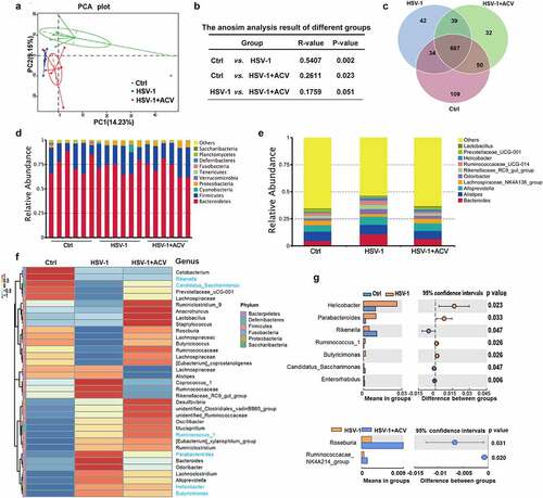 Figure 1. Deregulation of intestinal flora in HSE mice. (a) PCoA scatterplot showed clear clustering of gut bacterial communities in control (Ctrl), HSV-1, and HSV-1 + ACV groups. (b) Analysis of similarity (ANOSIM) showed microbial compositions. (c) Venn diagram showed the overlapped OTUs in Ctrl, HSV-1, and HSV-1 + ACV groups. (d-e) Top 10 microbes at the phylum level (d) or at the genus level (e) in Ctrl, HSV-1, and HSV-1 + ACV groups. (f) Heatmap for Top 35 microbes at the phylum level. Red indicated high expression and blue indicated low expression as shown in the scale bar. (g) Significant difference of bacteria in genus level between groups was analyzed by T-test.