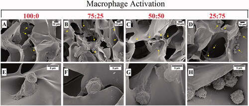 Figure 4. SEM images of RAW 264.7 cells cultured on macroporous cryogel scaffold surfaces for 24 h (cells are highlighted by yellow arrows): (A) 100:0, (B) 75:25, (C) 50:50, and (D) 25:75.The samples were prepared after 24 h incubation of macrophages with a gel form of # 1, 2, 3, and 4 (Table 1) covering the bottom of each well. The cells were rested on the gel sheets overnight before stimulations. Cell concentration was 1 × 106 cells/mL in a final volume of 1 ml. The cells were incubated without 1 µg/mL LPS for 24 h.