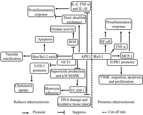 Figure 1 The mechanism of APE1/Ref-1 in atherosclerosis. APE1/Ref-1 has both proatherogenic and antiatherogenic effects. APE1/Ref-1 suppresses atherosclerosis via multiple mechanisms. APE1/Ref-1 reduces the proinflammatory response by increasing thiol–disulfide exchanges and suppressing the expression of IL-6, TNF-α, and IL-1β. APE1/Ref-1 reduces oxidant activity by suppressing ROS levels and decreases vascular calcification and apoptosis by suppressing the Bax/Bcl-2 ratio. APE1/Ref-1 reduces cholesterol uptake by binding OCT1 to inhibit activation of the LOX-1 promoter. APE1/Ref-1 decreases monocyte adhesion by suppressing superoxide production and p38 MAPK expression to restrain VCAM-1. APE1/Ref-1 reduces DNA damage and oxidative tissue injury. APE1/Ref-1 promotes atherosclerosis via multiple mechanisms. APE1/Ref-1 increases the proinflammatory response by increasing NK-κB pathway signaling and TNF-α and MCP-1 expression. APE1/Ref-1 promotes VSMC migration, apoptosis, and proliferation by binding the S1PR1 promoter.