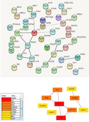 Figure 5 Intersection genes in the STRING network by consolidating known and predicted protein–protein association data for a large number of organisms. Colored lines between the proteins indicate the various types of interaction evidence. Calculate the value of each gene through the topological network algorithm and find its key gene (PIK333R) and sub-network by sorting.