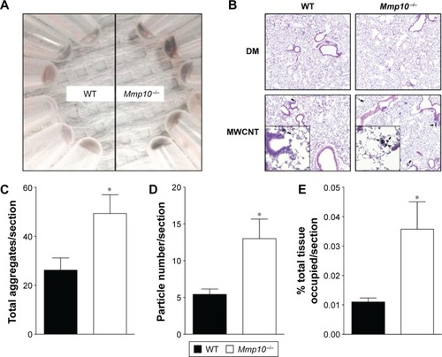Figure 4 Mmp10−/− mice exhibit reduced MWCNT clearance.Notes: (A) WT and Mmp10−/− lungs were homogenized in RIPA buffer and centrifuged at 18,000 rpm for 10 min. (B) Right lung lobes from treated mice were formalin-fixed, paraffin embedded, sectioned, and stained with H&E. Arrows indicate the presence of MWCNTs in lung sections visible at ×5 and ×20 magnifications. (C) Total aggregates/right lung slide (n=6) were counted by light microscopy. Slides, each containing 4 lobe sections, were independently scanned by the CS-BTRC, and total aggregates (D) and percentage of occupied area (E) were blindly quantified. Data were analyzed by multiple t-test. *Significant change relative to MWCNT-treated WT lungs (P<0.05).Abbreviations: MWCNT, multiwalled carbon nanotube; WT, wild-type; CS-BTRC, Cedars-Sinai Medical Center Biobank & Translational Research Core.