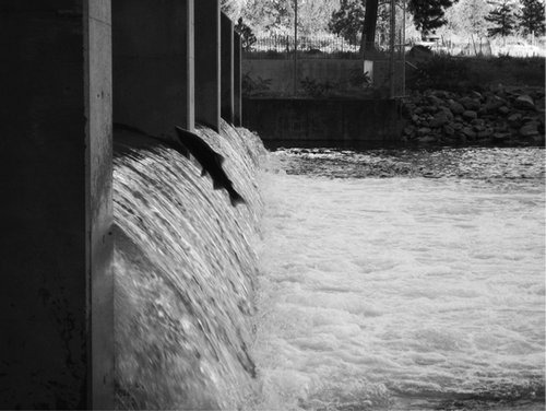 Figure 42 Columbia River salmon and Steelhead trout launch over the McIntyre Dam gates by accelerating upwards in the impounded pool as they approach the dam (photo R. McLean).