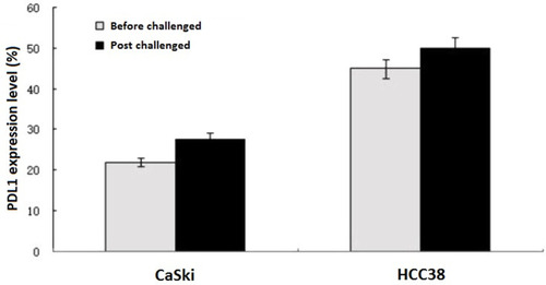 Figure 2 PDL1 expression levels. Relative PDL1 expression levels of CaSki and HCC38 cells after challenged by CD8+ T lymphocytes. The PD-L1 expression levels of CaSki cells and HCC38 cells increased 26.3% and 11.5% respectively after challenged by CD8+ T lymphocytes.