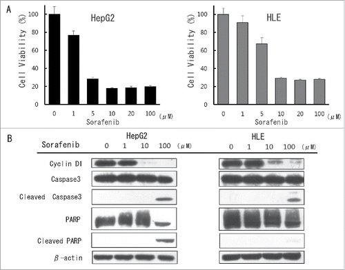 Figure 2. The inhibitory effect of sorafenib against hepatocellular carcinoma (HCC) cell lines in vitro (A) Cultured HepG2 and HLE cells were treated with different concentrations of sorafenib for 24 hours and cell viability was then evaluated using the XTT assay. Cell viability in the absence of treatment was set at 100%. Results are means + SD of 3 independent experiments. (B) Cultured HepG2 and HLE cells were treated with different concentrations of sorafenib for 72 hours and cell cycle and apoptotic effect was then evaluated using western blot analysis. Cells were then harvested and total protein in cell lysates was analyzed for expression of the indicated proteins.