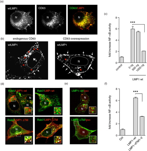 Fig. 1.  LMP1 accumulates at and signals from CD63+ endosomes. (a) Immunofluorescent labelling of wtLMP1 (red) and CD63 (green) in HEK293 cells. (b) Immunofluorescent labelling of wtLMP1 in HEK293 cells with endogenous CD63 levels or overexpression of CD63. White and red arrowheads indicate LMP1 localized at the plasma membrane or endosomal membranes, respectively, and N indicates nucleus. (c) Reporter assay for effect of CD63 on LMP1-wt NFκB activity. Cell lysates of HEK293 cells transfected for 24 hours with wtLMP1 (LMP1-WT) and increasing amounts of CD63 plasmid or empty vector (control), together with an NFκB–reporter construct. Error bars represent s.d.; shown is one representative experiment; n=3. (d) Immunofluorescent labelling of LMP1-wt or LMP1ΔTM1-2 (LMP1 ΔTM) (both in red) in HEK293 cells co-transfected with Rab5- or Rab7-GFP (both in green). N indicates nucleus. (e) Immunofluorescent labelling of Lysotracker (red) in LMP1-wt or LMP1 ΔTM (green) transfected HEK293 cells. N indicates nucleus. (f) Reporter assay for LMP1-wt or LMP1-ΔTM1-2 NFκB activity. Cell lysates of HEK293 cells transfected with wtLMP1 (LMP1-WT), LMP1-ΔTM1-2 (LMP1-ΔTM1-2), or empty vector (control), together with an NFκB–reporter construct. Error bars represent s.d.; shown is one representative experiment; n=3.