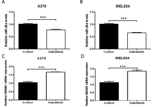 Figure 2 Expression of miR-26a and HMGB1 in melanoma cells. A375 (left panel) and MEL624 (right panel) cells were treated with dabrafenib (100 nM) for 24 hrs. miR-26a levels were then assayed by reverse transcription-quantitative polymerase chain reaction (qRT-PCR) in (A) A375 and (B) MEL624 cells. HMGB1 mRNA levels were also detected in (C) A375 and (D) MEL624 cells by qRT-PCR. miR-26a was downregulated in melanoma cell lines while HMGB1 expression was upregulated when treated with dabrafenib. ***p < 0.001 compared with control group.