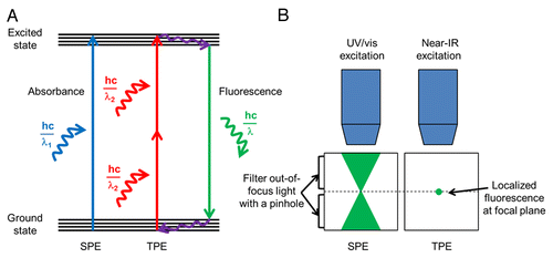 Figure 1. Comparison of single photon excitation (SPE) with two-photon excitation (TPE). (A) A single photon of higher energy (E = hc/λ1) is absorbed in SPE to produce fluorescence emission. In TPE, two lower energy photons (each with E = hc/λ2) are absorbed nearly simultaneously to produce the same fluorescence effect. Near-infrared lasers are used in TPE, which emit photons that have double the wavelength of photons used in SPE (λ2 = 2λ1). hc/λ is the energy of a photon, h is Planck’s constant, c is the speed of light, and λ is wavelength. (B) In SPE techniques, such as confocal microscopy, a cone of fluorescent light is emitted within the sample. To obtain an image localized to the focal plane, a pinhole must be used to filter the out-of-focus light in SPE. In TPE, fluorescence is inherently localized to the focal plane and thus all emitted photons can be collected. The localized fluorescence in TPE leads to less phototoxicity and less photobleaching as compared with SPE.