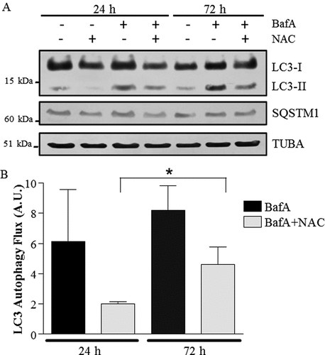 Figure 7. Autophagy flux with co-incubation of NAC (N-acetylcysteine) and BafA in muscle cells. (A) Representative western blots of whole cell extracts probed with antibodies to LC3, SQSTM1 and TUBA/α-TUBULIN, used as a loading control. (B) Graphical representation of autophagy flux. (*P < 0.05, overall effect of NAC vs. vehicle; n = 3.) A.U., arbitrary units.