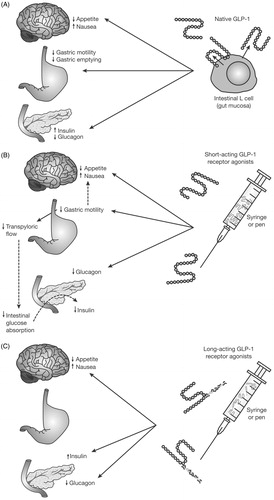 Figure 1. Mechanisms of GLP-1 and GLP-1 receptor agonist action. GLP-1, glucagon-like peptide 1. Reproduced with permission from Meier 201234.