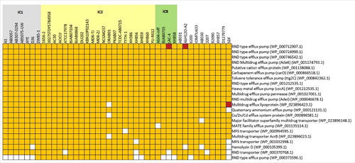Figure 6. RND-type efflux pump genes among the sequenced genomes. 22 clusters of orthologous genes belonging to RND-type efflux pumps and efflux pumps that cause antibiotic resistance were mapped against 43 genomes that were analyzed, showing the presence (yellow) or absence (white) of the orthologous genes. Brown colored squares indicate the presence of 2 paralogs in the same genome. Strains that belong to IC1, IC2 and IC8 are shaded gray, yellow and green, respectively.