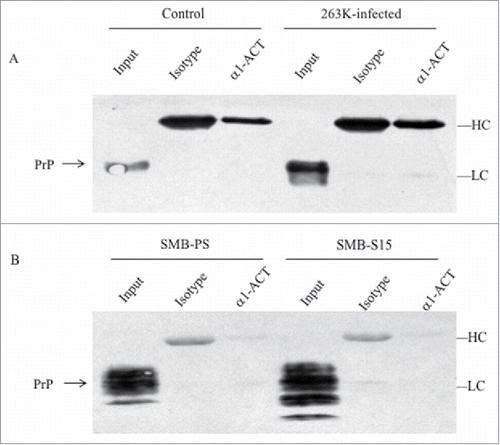 FIGURE 5. Evaluation of the molecular interaction between endogenous α1-ACT and PrP with immunoprecipitation assays. a Brain homogenates of normal and 263K-infected hamsters. The proteins in homogenates were precipitated with pAbs against α1-ACT or rabbit IgG (marked as isotype) and subsequently evaluated by PrP-specific Western blots. b Lysates of SMB-S15 and SMB-PS cells. The proteins in cell lysates were precipitated with pAb α1-ACT or rabbit IgG (marked as isotype) and subsequently evaluated by PrP-specific Western blots. Aliquots of brain homogenates or cell lysates (marked as input) were directly loaded into SDS-PAGE as internal controls. HC and LC represent the heavy chain and light chain of IgG.