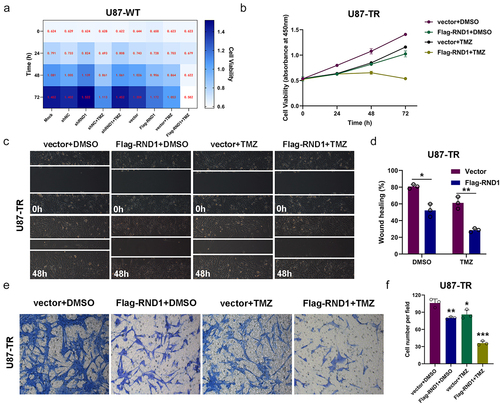 Figure 5. RND1 enhanced the TMZ sensitivity of normal and TMZ-resistant GBM cells. (a) The cell viability assay was performed in normal U87 cells (U87-WT) treated with TMZ when RND1 was overexpressed or knocked down. Results indicated that RND1 enhanced the TMZ sensitivity in U87-WT. (b) The cell viability assay was performed in TMZ-resistant U87 cells (U87-TR) treated with TMZ when RND1 was overexpressed. Results indicated that RND1 enhanced the TMZ sensitivity in U87-TR. (c) Wound-healing assay was conducted in U87-TR treated with TMZ when RND1 was overexpressed. The percentage of wound-healing was quantified (d). (e) Transwell assay was performed to assess the migration ability of U87-TR cells treated with TMZ and flag-RND1. (f) Invasive cells in transwell assay were quantified. *, p < .05; **, p < .01; ***, p < .001.