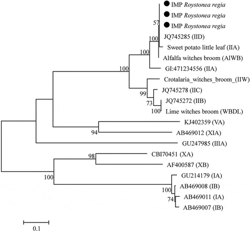 Fig. 3 Phylogenetic tree based on tuf gene sequences of Roystonea regia phytoplasmas (black circles) with 41 phytoplasma strains from different groups and subgroups. The tree was rooted using Bacillus subtilis (GCA000789275). The phylogenetic tree was constructed by the Maximum Likelihood method and units are the number of base substitutions per site. Bootstrap values are expressed as percentage of 1,000 replicates