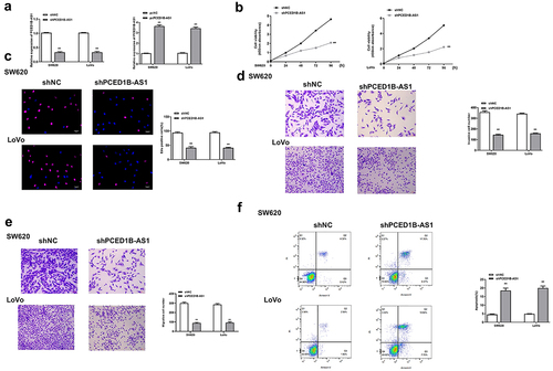 Figure 2. Knockdown of PCED1B-AS1 significantly inhibited the progression of colorectal adenocarcinoma cells. SW620 and LoVo cells were transfected with sh-PCED1B-AS1 and pc-PCED1B-AS1 (overexpressing vector). (a) The mRNA levels of PCED1B-AS1 was detected by qRT-PCR. (b) CCK-8 assay. (c) EdU staining assay. Scale bar = 100 μm. (d and e) The invasion and migration of cells was evaluated by Transwell assay. Scale bar = 100 μm. (f) results of flow cytometry assay, FS/SS was used to remove debris, FS-H/fs-a was used to remove adherent cells, and the cells were analyzed in Flt1/FLT3 channel. ** p < 0.01.