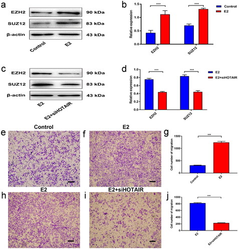 Figure 2. E2 promotes PRC2 expression and migration of Ishikawa cells via upregulated HOTAIR expression. (a–b) The protein expression of PRC2 (EZH2 and SUZ12) in Ishikawa cells treated with/without 10 nM estradiol (E2) for 4 h was determined by western blot assays. (c,d) The protein expression of PRC2 (EZH2 and SUZ12) in control Ishikawa cells and small interfering RNA against HOTAIR (siHOTAIR)-transfected Ishikawa cells after 10 nM E2 treatment for 4 h was determined by western blot assays. Representative band images are shown (a, c), and the relative protein levels were summarized (b,d). *** P<0.001, n = 3 for each group. (e–g) The migration capacity of Ishikawa cells was determined in the presence of E2 using the Transwell assay. The Ishikawa cells were treated without E2 (e) or with E2 (f). (h–j) The migration capacity of Ishikawa cells treated with E2 was determined with siHOTAIR-induced HOTAIR knockdown using the Transwell assay: without HOTAIR knockdown (h) and with HOTAIR-knockdown (i). Representative images of the Transwell assays are shown in e,f,h, and i, and the number of migrated cells per visual field was summarized (g,j). Magnification, 200 ×. *** P < 0.001, n = 3 for each group.