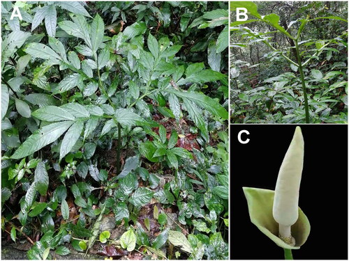 Figure 1. Sample images of A. coaetaneus. (A) The A. coaetaneus plant. (B-C) Morphological characteristics of the petiole and flower. The species was identified by Yong Gao, and pictures were taken by the authors.