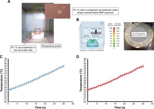 Figure 1 The experimental set up of EMF treatments of PC 12 cell suspensions.Notes: (A) The microwave chamber. The temperature probe was placed inside the PC 12 suspension, which was placed on the ceramic pedestal. Insets of PC 12 as visualized under phase contrast microscopy in preparation for EMF exposure. Cells appear to be floating in the suspension in a group of few cells. (B) Absorbed power and electric field modeling performed using CST Microwave Studio 3D Electromagnetic Simulation Software; the image depicts the position of the tip of the temperature probe (side and top view); on the right is the Peltier heating stage and the PC 12 suspension was spread on the plate (diameter =65 mm, depth of suspension =0.6 mm). (C) Temperature rise in the suspension of PC 12 cells in the presence of EMF radiation. The rise in temperature of the cells in the suspension during EMF treatment was monitored every second for the first 60 seconds. EMF treatments were carried out only for 30 seconds to prevent the overheating of cells. (D) Heat profile in the suspension of PC 12 in the absence of EMF radiation. In the Peltier heating graph, the temperature profile during EMF treatments was replicated and the cells were exposed to the same temperature but in the absence of EMF radiation.Abbreviation: EMF, electromagnetic field.